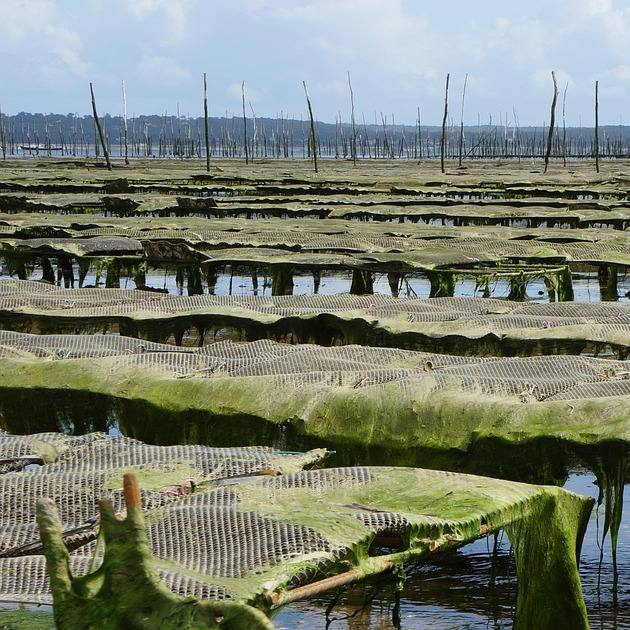 Aquaculture Aquaculture